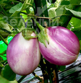 Насіння баклажанів Б'янка Сфумата ді Роса / Bianka Sfumata Di Rosa купити оптом і в роздріб в Україні за вигідною ціною