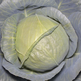 Насіння капусти білокачанної Коматі (КС 15) F1 / Komati (KS 15) F1,65-75 днів купити оптом і в роздріб в Україні за вигідною ціною