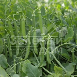 Семена гороха Олинда / Olinda ,55-60 дней купить оптом и в розницу в Украине по выгодной цене