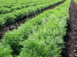 Семена укропа Грин Сливз / Green Sleeves купить оптом и в розницу в Украине по выгодной цене