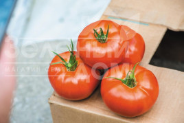 Насіння томатів Фантастіна F1 / Fantastina F1,60-85 днів купити оптом і в роздріб в Україні за вигідною ціною
