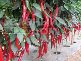 Насіння гіркого перцю Хайфі F1 / Khayfi F1 купити оптом і в роздріб в Україні за вигідною ціною