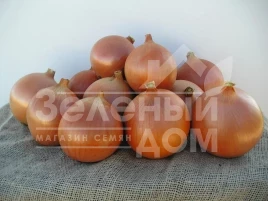 Лук репчатый Катинка F1 / Katinka F1,105-110 дней купить оптом и в розницу в Украине по выгодной цене