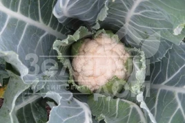 Семена капусты цветной Клипер F1 / Kliper F1,55-60 дней купить оптом и в розницу в Украине по выгодной цене