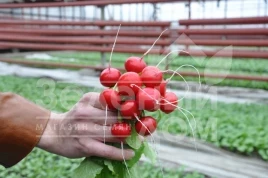 Семена редиса Ирен F1 / Iren F1,25-30 дней купить оптом и в розницу в Украине по выгодной цене