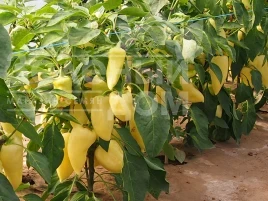 Насіння солодкого перцю Монанта / Monanta, 95-100 днів купити оптом і в роздріб в Україні за вигідною ціною