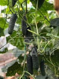 Семена огурцов 152-175 F1 / 152-175 F1,40-45 дней купить оптом и в розницу в Украине по выгодной цене