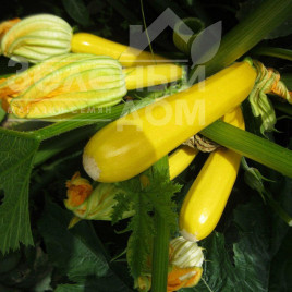 Насіння кабачків Мері Голд F1 / Meri Gold F1,40-45 днів купити оптом і в роздріб в Україні за вигідною ціною