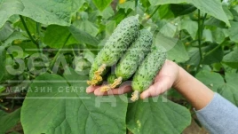 Семена огурцов ТС 17-5151 F1 / TS 17-5151 F1  купить оптом и в розницу в Украине по выгодной цене