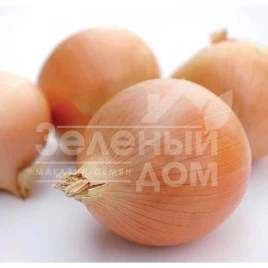 Лук репчатый Имаго F1 / Imago F1 купить оптом и в розницу в Украине по выгодной цене