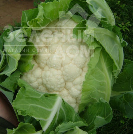 Насіння капусти цвітної Карневал F1 / Karneval F1, 65-75 днів купити оптом і в роздріб в Україні за вигідною ціною