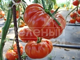 Семена томатов Брутус / Brutus купить оптом и в розницу в Украине по выгодной цене