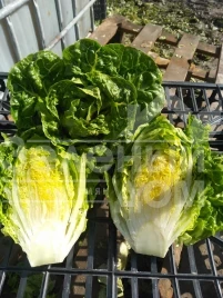 Семена салата Ксарома / Xaroma купить оптом и в розницу в Украине по выгодной цене