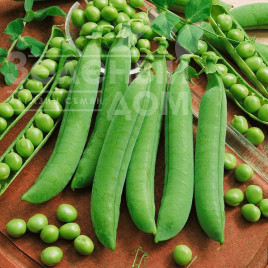 Насіння гороху Авола / Avola купити оптом і в роздріб в Україні за вигідною ціною