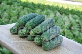 Семена огурцов Чайковский F1 / Chaikovskiy F1,40 дней купить оптом и в розницу в Украине по выгодной цене