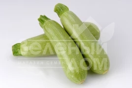 Семена кабачков Арал F1 / Aral F1,30-32 дня купить оптом и в розницу в Украине по выгодной цене