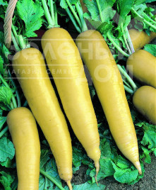 Насіння редьки Лутеа / Lutea,40-50 днів купити оптом і в роздріб в Україні за вигідною ціною