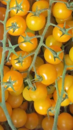 Семена томатов Голдвин F1 / Goldwin F1,65-70 дней купить оптом и в розницу в Украине по выгодной цене