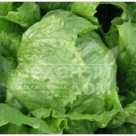 Семена салата Лилах / Lilah купить оптом и в розницу в Украине по выгодной цене