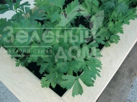 Семена петрушки Гиганте де Италия / Gigante de Italia купить оптом и в розницу в Украине по выгодной цене