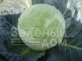 Семена капусты белокочанной Кубок F1 / Kubok F1,85-90 дней купить оптом и в розницу в Украине по выгодной цене