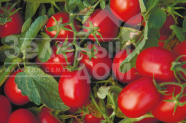 Насіння томатів Астерікс F1 / Asteriks F1,100-105 днів купити оптом і в роздріб в Україні за вигідною ціною