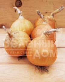 Лук репчатый Рекс F1 / Reks F1,80-85 дней купить оптом и в розницу в Украине по выгодной цене