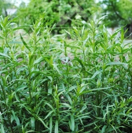 Семена тархуна (эстрагон) Тархун (эстрагон) / Tarkhun (estragon) купить оптом и в розницу в Украине по выгодной цене