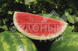 Семена арбуза Астрахан F1 / Astrahan F1,64-68 дней купить оптом и в розницу в Украине по выгодной цене