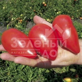 Семена томатов Белиз F1 / Beliz F1, 65-70 дней купить оптом и в розницу в Украине по выгодной цене