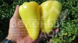 Семена сладкого перца Амур F1 / Amour F1 купить оптом и в розницу в Украине по выгодной цене