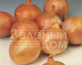Лук репчатый Тареско F1 / Taresko F1,120 дней купить оптом и в розницу в Украине по выгодной цене