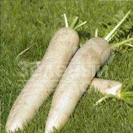 Семена редьки Мино Эрли Лонг Вайт F1 / Mino Early Long White F1,55-60 дней купить оптом и в розницу в Украине по выгодной цене