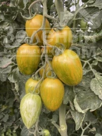 Семена томатов Корвалис F1 / Korvalis F1, 95 дней купить оптом и в розницу в Украине по выгодной цене