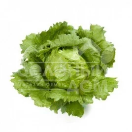 Семена салата Аруша / Arusha купить оптом и в розницу в Украине по выгодной цене