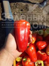 Насіння солодкого перцю Лостун F1 / Lostun F1, 60-63 дні купити оптом і в роздріб в Україні за вигідною ціною