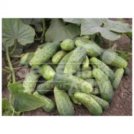 Семена огурцов Регина F1 / Regina F1,40-45 дней купить оптом и в розницу в Украине по выгодной цене