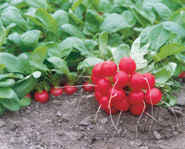 Насіння редису Донар F1 / Donar F1,23-25 днів купити оптом і в роздріб в Україні за вигідною ціною