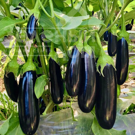 Насіння баклажанів Карадаг F1 / Karadag F1, 55-60 днів купити оптом і в роздріб в Україні за вигідною ціною