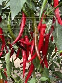 Насіння гіркого перцю Фуего F1 / Fuego F1, 50-55 днів купити оптом і в роздріб в Україні за вигідною ціною