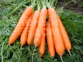 Семена моркови Альянс F1 / Alliance F1 купить оптом и в розницу в Украине по выгодной цене