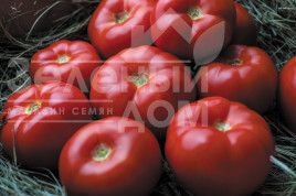 Насіння томатів Гравітет F1 / Gravitet F1,95-100 днів купити оптом і в роздріб в Україні за вигідною ціною