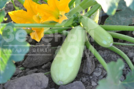 Насіння кабачків Таїр F1 / Tair F1 купити оптом і в роздріб в Україні за вигідною ціною