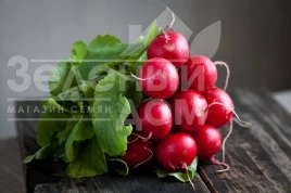 Семена редиса Исис F1 / Isis F1 купить оптом и в розницу в Украине по выгодной цене