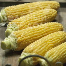 Насіння кукурудзи Густа F1 / Gusta F1,80-85 днів купити оптом і в роздріб в Україні за вигідною ціною