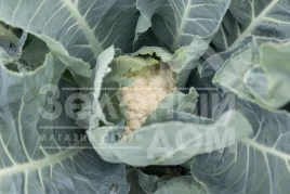 Семена капусты цветной Веноса F1 / Venosa F1, 70 - 80 дней купить оптом и в розницу в Украине по выгодной цене