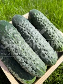 Семена огурцов Пикскор F1 / Pikskor F1 купить оптом и в розницу в Украине по выгодной цене