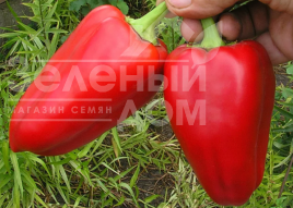 Насіння солодкого перцю Айвенго / Aivengo купити оптом і в роздріб в Україні за вигідною ціною