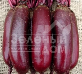 Семена свеклы Цилиндра / Cilindra,120 дней купить оптом и в розницу в Украине по выгодной цене