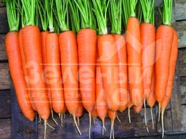 Семена моркови Элеганза F1 / Eleganza F1,130-140 дней купить оптом и в розницу в Украине по выгодной цене